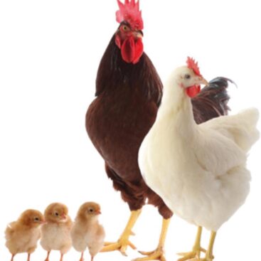 NOS JEUNE REPRODUCTEURS