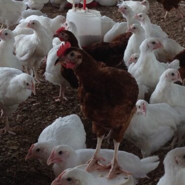 NOS JEUNE REPRODUCTEURS