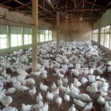 NOS JEUNE REPRODUCTEURS