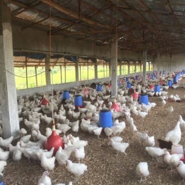 NOS JEUNES REPRODUCTEURS